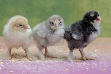 Photo for Three new chicks hatch from the egg. This poultry, which is usually consumed by humans, has the scientific name Gallus gallus domesticus. - Royalty Free Image