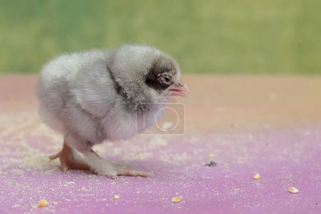 Photo for A brahma chick just hatched from an egg. This chicken with a large posture and body weight has the scientific name Gallus gallus domesticus. - Royalty Free Image