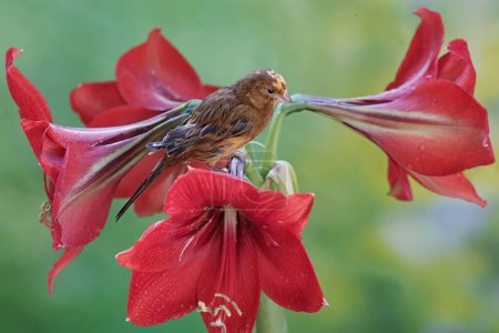 Foto de Un pájaro canario descansa sobre flores de amarilis en plena floración. Este pájaro de voz dulce tiene el nombre científico Serinus canaria. - Imagen libre de derechos