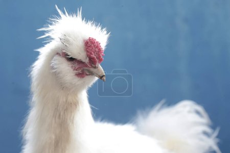 Photo for The dashing and dignified appearance of a male silkie bantam chicken. This bird has the scientific name Gallus gallus domesticus. - Royalty Free Image