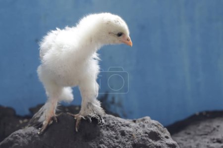 Photo for A brahma chick is hunting small insects on the rock. This chicken with a large posture and body weight has the scientific name Gallus gallus domesticus. - Royalty Free Image