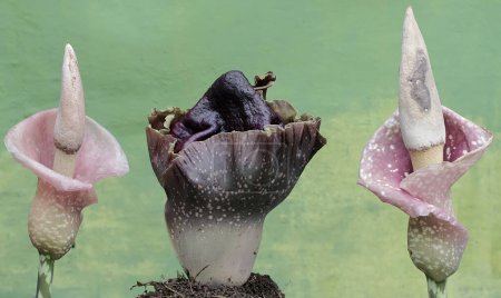 Foto de La belleza de dos tipos de flores de lirio apestosas, Amorphophallus paeoniifolius y Amorphophallus muelleri cuando florecen. Estas dos plantas suelen florecer al comienzo de la temporada de lluvias.. - Imagen libre de derechos