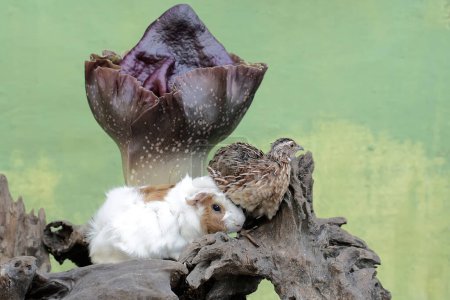 A guinea pig and a quail are hunting for termites in a rotten tree trunk overgrown with a stink lily. This rodent mammal has the scientific name Cavia porcellus.