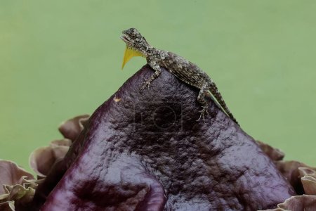 Ein fliegender Drache jagt kleine Insekten auf Stinklililienblüten. Dieses exotische Reptil trägt den wissenschaftlichen Namen Draco volans.