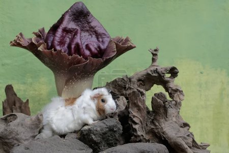 A guinea pig is hunting for termites in a rotten tree trunk overgrown with a stink lily. This rodent mammal has the scientific name Cavia porcellus.
