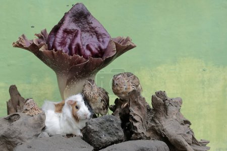 A guinea pig and a number of quail are hunting for termites in a rotten tree trunk overgrown with a stink lily. This rodent mammal has the scientific name Cavia porcellus.