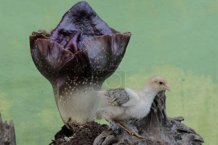 Photo for A Brahma chick is hunting for termites in a rotten tree trunk overgrown with stink lilies. This chicken with a large posture and body weight has the scientific name Gallus gallus domesticus. - Royalty Free Image