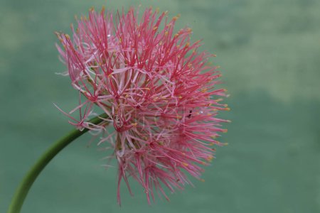 Foto de La belleza de la flor de lirio de sangre en plena floración. Esta planta con flores de color rojo brillante tiene el nombre científico Scadoxus multiflorus. - Imagen libre de derechos