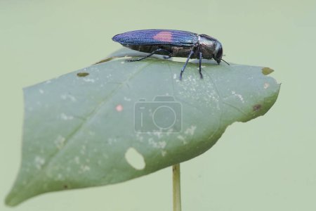 strigoptera