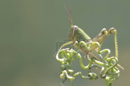 Foto de Un saltamontes joven está comiendo los zarcillos de una vid. A este insecto le gusta comer hojas, flores y frutas jóvenes.. - Imagen libre de derechos