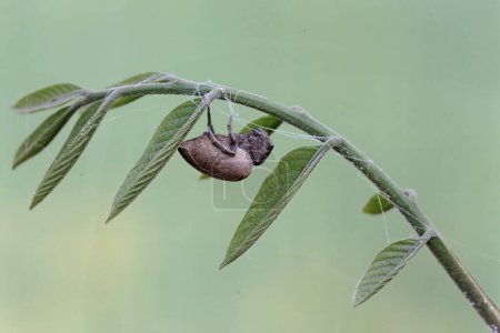 Photo for A spider of the species Araneus ventricosus is hunting for prey in the leaves of a wild plant. - Royalty Free Image
