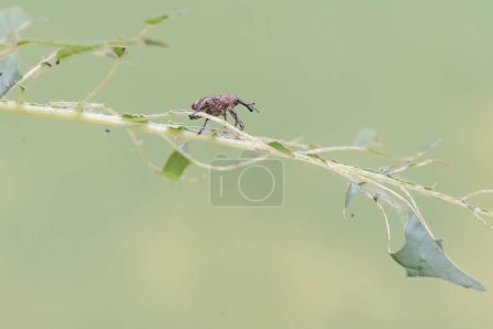 Photo for A boll weevil is eating spinach leaves. This insect, which is known as a pest of cotton plants, has the scientific name Anthonomus grandis. - Royalty Free Image