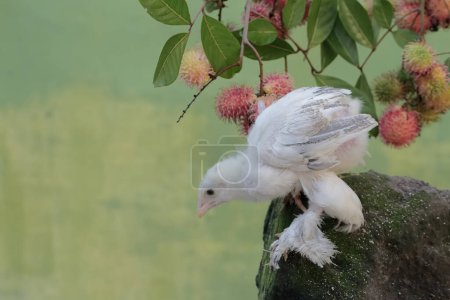 Photo for A Brahma chick is hunting for small insects in a collection of rambutan fruit. This chicken with a large posture and body weight has the scientific name Gallus gallus domesticus. - Royalty Free Image