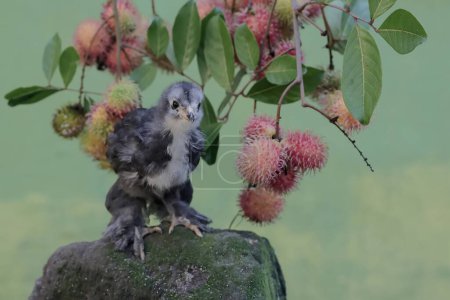 Photo for A Brahma chick is hunting for small insects in a collection of rambutan fruit. This chicken with a large posture and body weight has the scientific name Gallus gallus domesticus. - Royalty Free Image