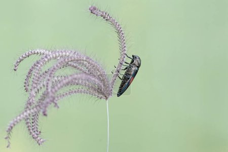strigoptera
