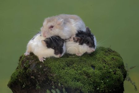 Téléchargez les photos : Trois hamsters Campbell chassent de petits insectes sur une roche recouverte de mousse. Ce rongeur a le nom scientifique Phodopus campbelli. - en image libre de droit