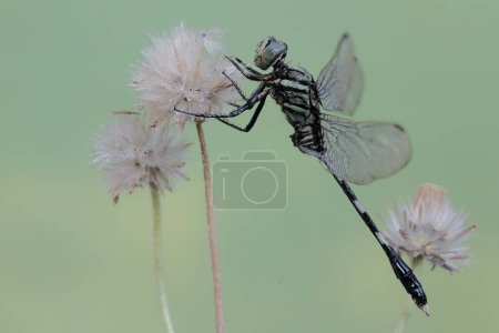 Photo for A green marsh hawk is resting on a wild grass flower. This insect has the scientific name Orthetrum sabina. - Royalty Free Image