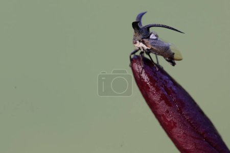 Photo for A carnbao bug is looking for prey on frangipani flowers. This insect has the scientific name Leptocentrus taurus. - Royalty Free Image