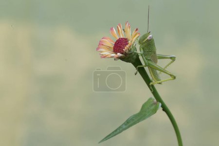 A green grasshopper is eating a wild plant flower. This insect likes to eat flowers, fruit and young leaves.