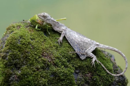 A flying dragon is preying on a green grasshopper on a moss-covered rock. This reptile has the scientific name Draco volans. Selective focus with natural background.