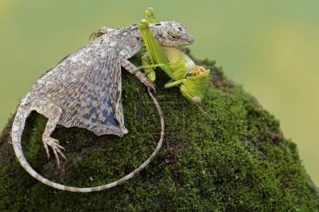 A flying dragon is preying on a green grasshopper on a moss-covered rock. This reptile has the scientific name Draco volans. Selective focus with natural background.