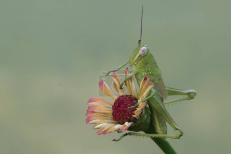 Foto de Un saltamontes verde está comiendo una flor de planta silvestre. A este insecto le gusta comer flores, frutas y hojas jóvenes.. - Imagen libre de derechos