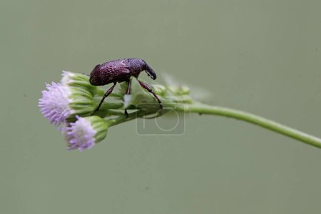 A giraffe weevil is looking for food in wild flowers. This insect has the scientific name Apoderus tranquebaricus.