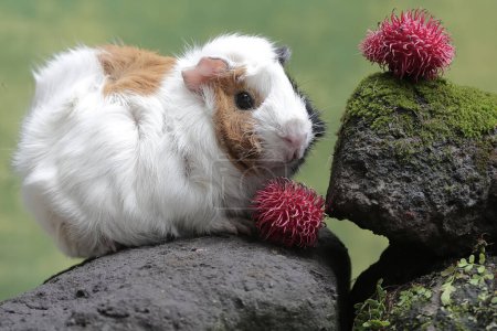 An adult mother guinea pig eating rambutan fruit. This rodent mammal has the scientific name Cavia porcellus.