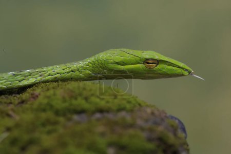 Photo for The head of an oriental whipsnake is bright green. This exotic reptile has the scientific name Ahaetulla prasina. - Royalty Free Image