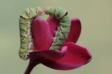 Téléchargez les photos : Deux grandes chenilles mormones mangent une fleur de frangipani. Cet insecte a le nom scientifique Papilio memnon. - en image libre de droit