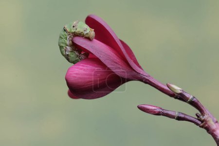 Téléchargez les photos : Une grande chenille de mormon se nourrit de fleurs de plantes sauvages. Cet insecte a le nom scientifique Papilio memnon. - en image libre de droit