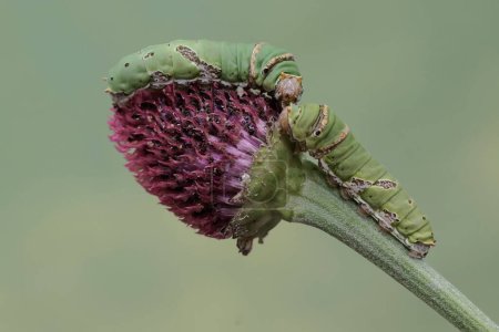Téléchargez les photos : Deux grandes chenilles mormones se nourrissent de fleurs de plantes sauvages. Cet insecte a le nom scientifique Papilio memnon. - en image libre de droit