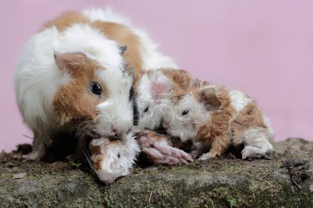 Foto de Una madre de conejillo de indias está limpiando el cuerpo de sus bebés recién nacidos. Este mamífero roedor tiene el nombre científico Cavia porcellus. - Imagen libre de derechos
