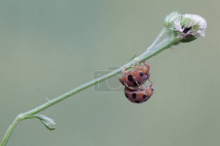 A pair of ladybugs are mating on a wild plant flower. This small insect has the scientific name Epilachna admirabilis.