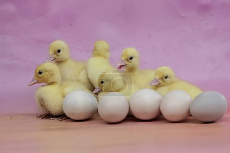 Un certain nombre de bébés canards musqués nouvellement éclos qui sont mignons et adorables. Ce canard porte le nom scientifique Cairina moschata.