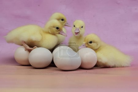 Téléchargez les photos : Un certain nombre de bébés canards musqués nouvellement éclos qui sont mignons et adorables. Ce canard porte le nom scientifique Cairina moschata. - en image libre de droit