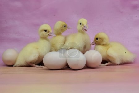 Un número de recién nacidos patos moscovitas bebé que son lindos y adorables. Este pato tiene el nombre científico Cairina moschata.