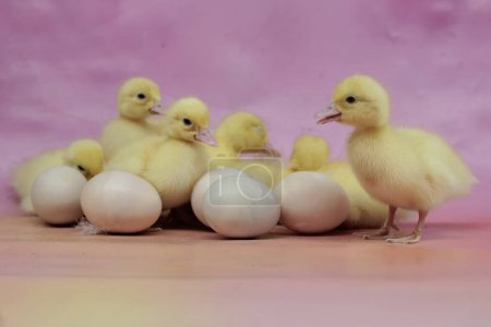 A number of newly hatched baby Muscovy ducks that are cute and adorable. This duck has the scientific name Cairina moschata.