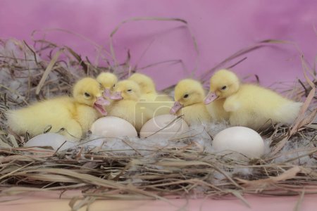 A number of newly hatched baby Muscovy ducks resting in their nest. This duck has the scientific name Cairina moschata.
