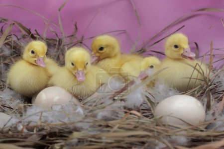 Un certain nombre de bébés canards musqués nouvellement éclos se reposent dans leur nid. Ce canard porte le nom scientifique Cairina moschata.
