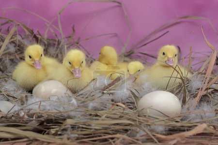 Einige frisch geschlüpfte Moskauer Entenbabys ruhen sich in ihrem Nest aus. Diese Ente trägt den wissenschaftlichen Namen Cairina moschata.