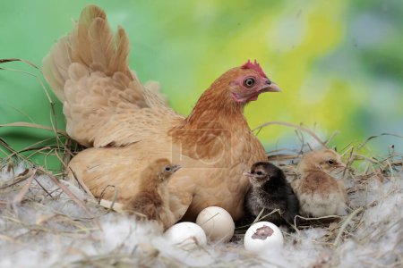 Foto de Una gallina adulta está protegiendo a sus polluelos recién nacidos de los depredadores. Esta ave, que suele ser consumida por los humanos, tiene el nombre científico Gallus gallus domesticus. - Imagen libre de derechos