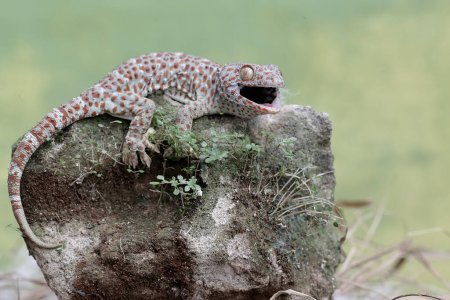 Foto de Un tokay gecko está listo para atacar a otros animales que se acercan a su territorio. Este reptil tiene el nombre científico Gekko gecko. - Imagen libre de derechos