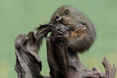 Ein junges Spitzwegerich-Eichhörnchen ruht auf einem verwitterten Baumstamm. Dieses Nagetier trägt den wissenschaftlichen Namen Callosciurus notatus.