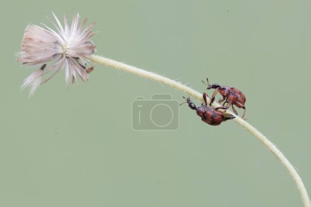 Zwei Rüsselkäfergiraffen suchen in einer Wildgrasblume nach Nahrung. Dieses Insekt trägt den wissenschaftlichen Namen Apoderus tranquebaricus.