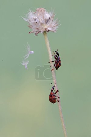 Zwei Rüsselkäfergiraffen suchen in einer Wildgrasblume nach Nahrung. Dieses Insekt trägt den wissenschaftlichen Namen Apoderus tranquebaricus.