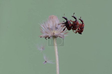 Drei Rüsselkäfergiraffen suchen in einer Wildgrasblume nach Nahrung. Dieses Insekt trägt den wissenschaftlichen Namen Apoderus tranquebaricus.