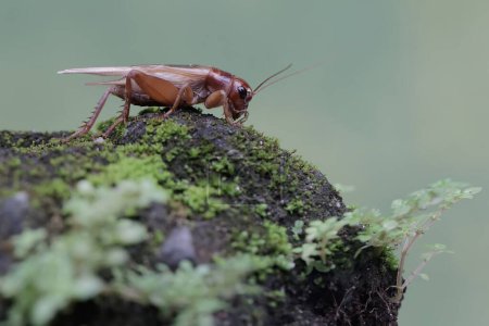 Foto de Un grillo de campo se alimenta en un suelo cubierto de musgo. Este insecto tiene el nombre científico Gryllus campestris. - Imagen libre de derechos