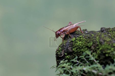 Foto de Un grillo de campo se alimenta en un suelo cubierto de musgo. Este insecto tiene el nombre científico Gryllus campestris. - Imagen libre de derechos