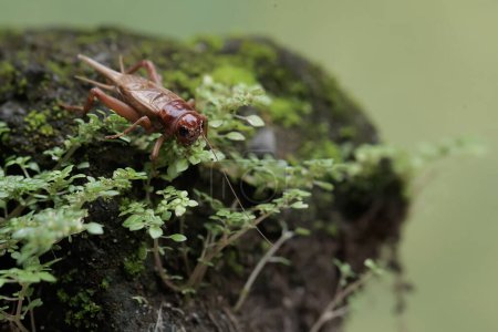 Un criquet des champs cherche sa nourriture sur un terrain couvert de mousse. Cet insecte porte le nom scientifique de Gryllus campestris.